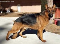 image of german_shepherd
