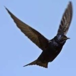 image of bird