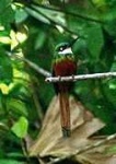image of jacamar