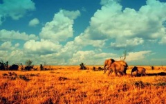 image of savanna