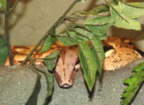 image of boa_constrictor #10