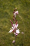image of flower