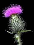 image of spear_thistle #4