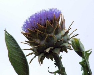 image of artichoke_flower #42