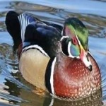 image of bird
