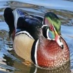 image of wood_duck #26