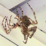 image of barn_spider