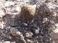 image of dung_beetle
