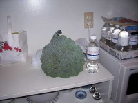 image of broccoli