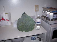 image of broccoli #34