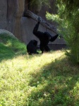image of siamang