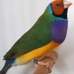 image of gouldian_finch