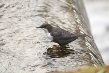 image of water_ouzel