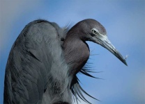 image of little_blue_heron
