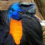 image of bird
