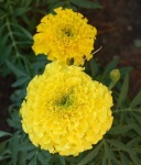 image of flower