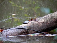 image of animal