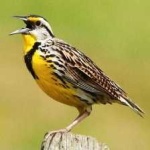 image of bird