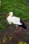 image of white_stork