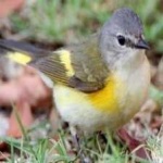 image of bird
