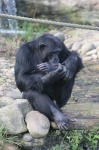 image of chimpanzee