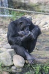 image of chimpanzee #18