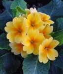 image of flower