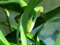 image of american_chameleon #11