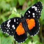 image of animal