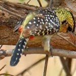 image of bird