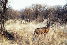 image of hartebeest