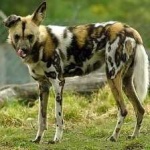 image of african_wild_dog #6
