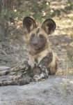 image of african_hunting_dog