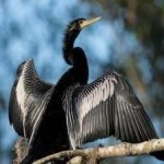 image of bird