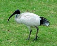 image of ibis