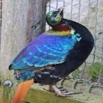 image of bird