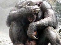 image of chimpanzee