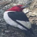 image of red_headed_woodpecker #24