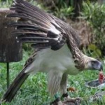image of bird