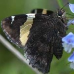 image of animal