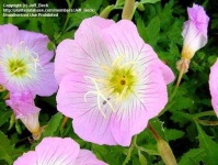 image of flower