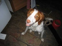 image of brittany_spaniel