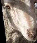 image of animal
