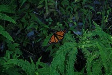 image of monarch