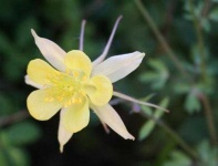 image of flower