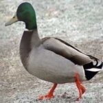 image of bird