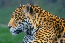 image of jaguar_car