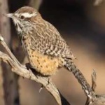image of bird