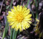 image of flower