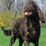 image of animal
